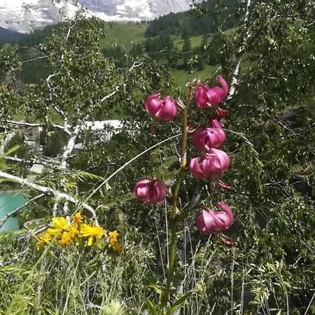 Apartment Frazione Cervinia *